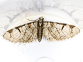 Pinion-spotted Pug
